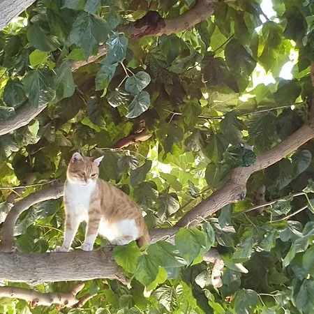 Elpida's Stone Goudhi