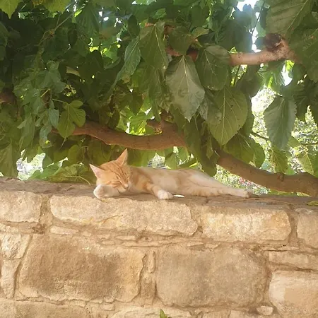Elpida's Stone Country house *