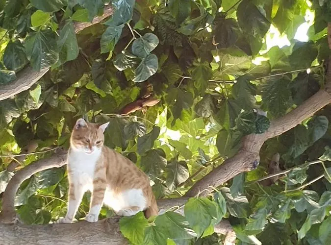 Elpida's Stone Γουδί